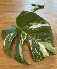 Monstera Albo Variegated