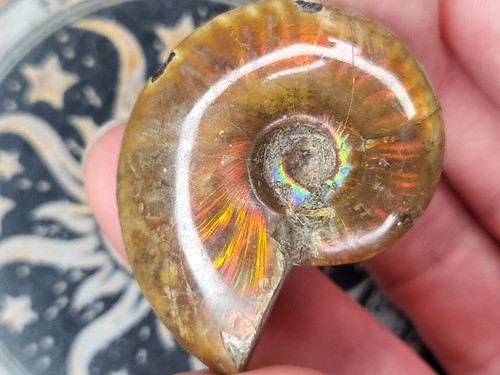 Ammonite fossil high - fossil, quality