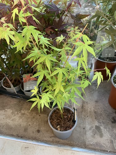 Acer orange dream cm - acer, 40-50