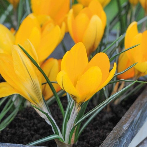 Crocus yellow mammoth bulbs - crocus,