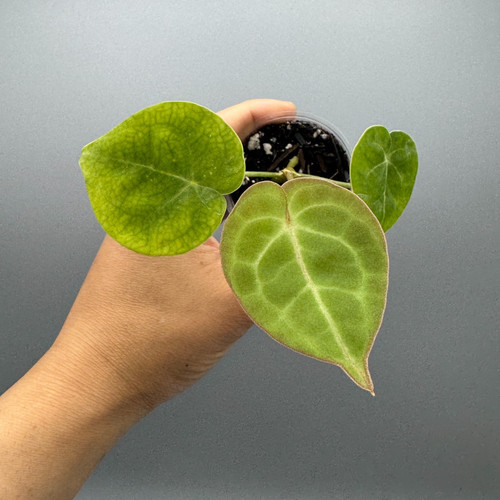 Anthurium king clarinervium - anthurium,