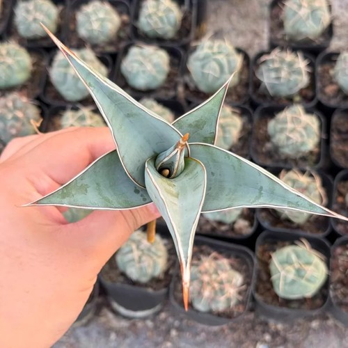 1pcs 10cm cactis live - cactis,