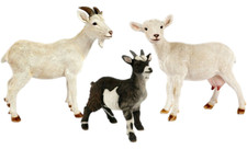 Goat Ornament Statue Pygmy