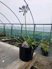 Agapanthus Hardy Perennial