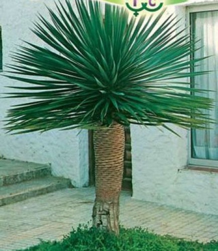 Dragon tree dracaena draco - -,