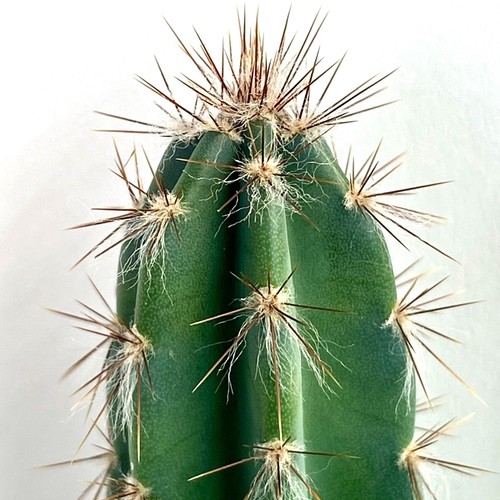 Cereus peruvianus beautiful - peruvianus,