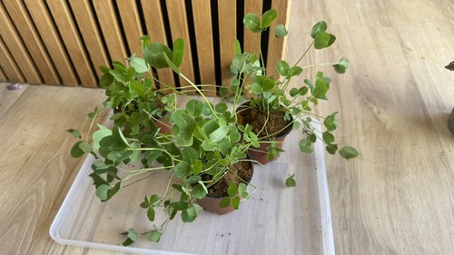 Live red clover plant - red, pots