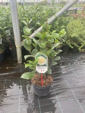 Camellia Japonica Bushfield