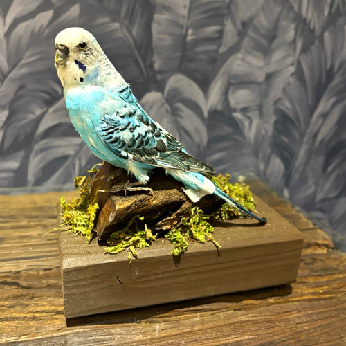 Budgerigar bird taxidermy - budgerigar,