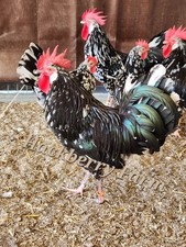 12 Exchequer Leghorn Hatching