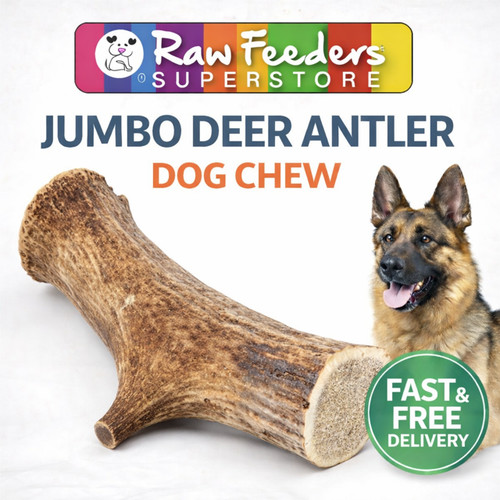 Jumbo dog antler natural - dog,