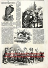 Taxidermy Cats, Dogs & Frogs, Large 1850s Antique Engraving Print & Article