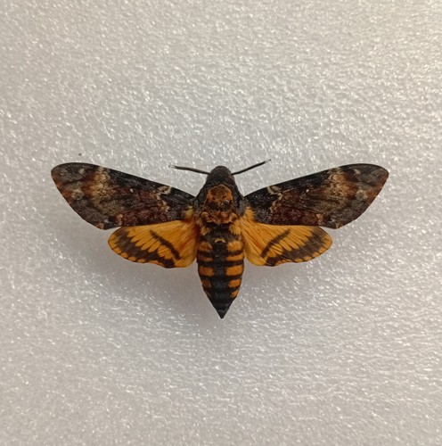 Acherontia atropos death s - atropos,, death's