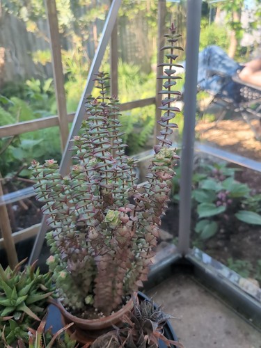 Crassula perforata string - perforata, (string