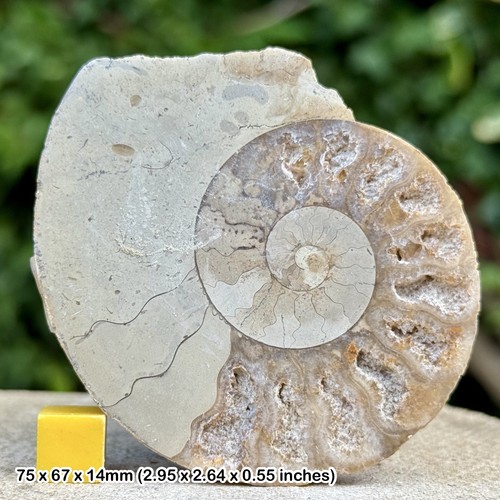 Somerset polished ammonite - somerset,