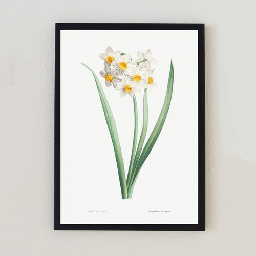 Botanical vintage flower - botanical,