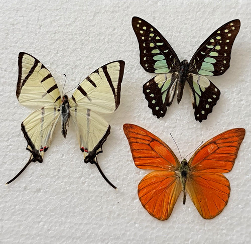 Entomology butterfly specimen - butterfly,