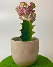 Gift Euphorbia lactea