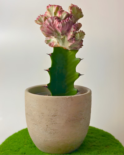 Euphorbia lactea cristata - euphorbia,