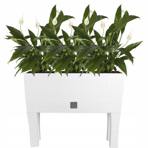 Large white rattan - large,