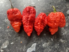 RBOO3 ARBY chilli Seeds X10 Superhot 