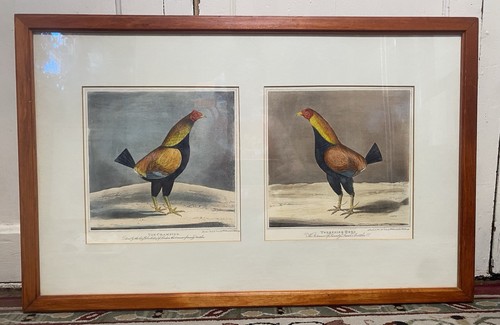 The champion fighting cock - champion,