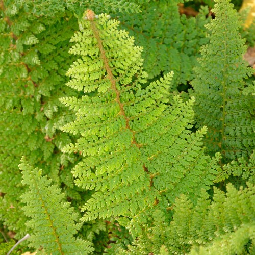 Polystichum setiferum plumosum - polystichum,