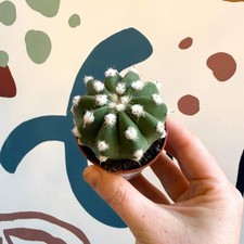 Echinopsis multiplex – Night-Blooming Hedgehog Cactus