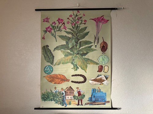 Vintage tobacco plant - tobacco,