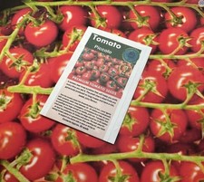 60  Piccolo Red Cherry Tomato Seeds Sweet , Salad Bite High Yield Easy To Grow