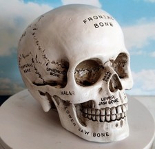 Simulated human skull model