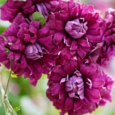 Clematis Purp P. Elegans in 9