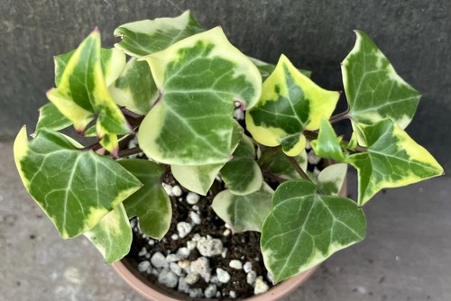 Senecio macroglossus - senecio,