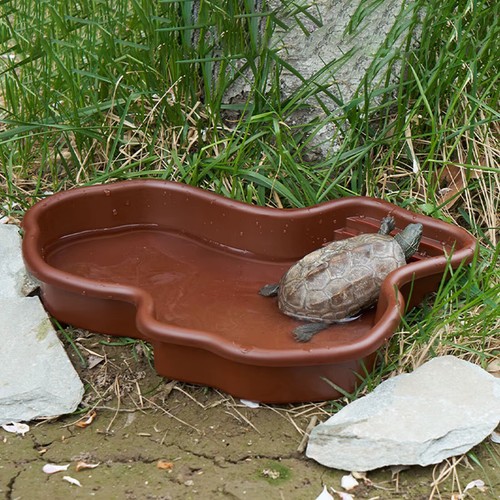 Reptile bathing pool lizards - reptile,