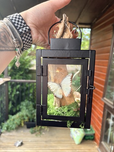 Taxidermy lantern crow - lantern,