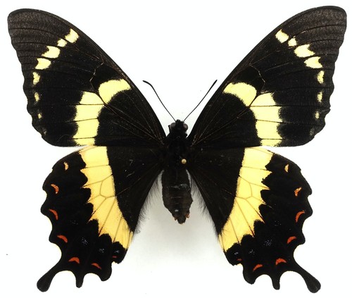 Papilio garamas electrolyon - garamas,