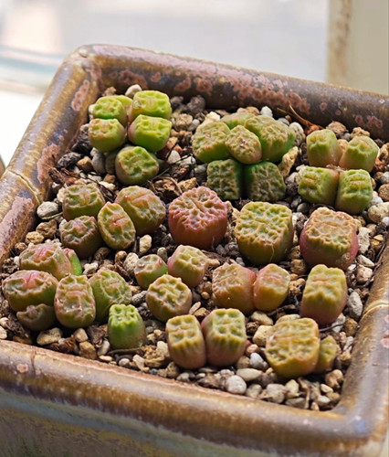 Mixed conophytum angelicae - mixed,