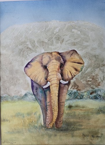 Young african bull - young,