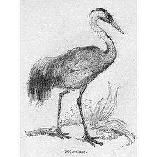 BIRDS Crane #1 - Antique Print