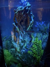 Biorb 30 Litre Tall Fish Tank