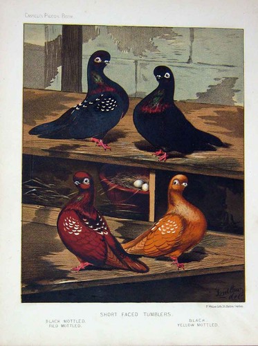 Old antique print 1874 pigeon - old,