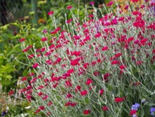 Rose Campion - Lychnis coronaria - 0.1g Seeds (150 Seeds Approx) - Easy To Grow