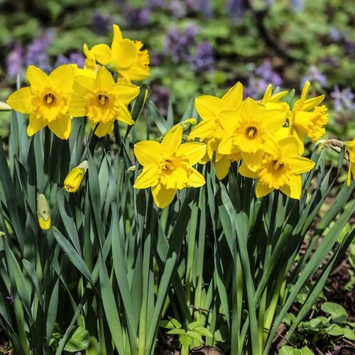 Narcissus dutch master - dutch,