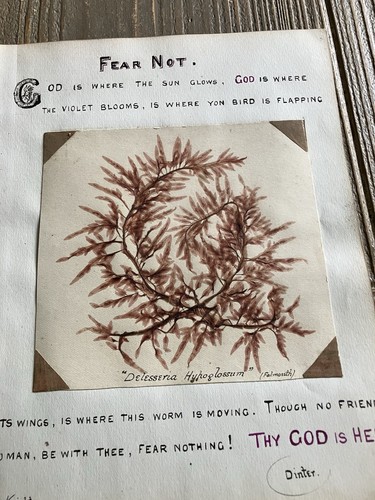 Antique algae 1885 - x,