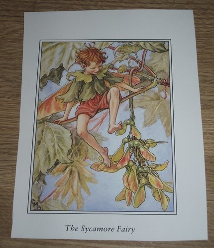 Cicely mary barker sycamore - barker,