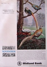 1965 MIDLAND BANK Advert Print - Introduced Wild Life: 'November - Pheasants #2'