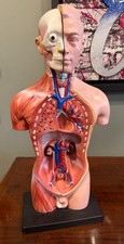 Vintage Anatomical Medical