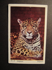 DANDY GUM WILD ANIMALS DANISH