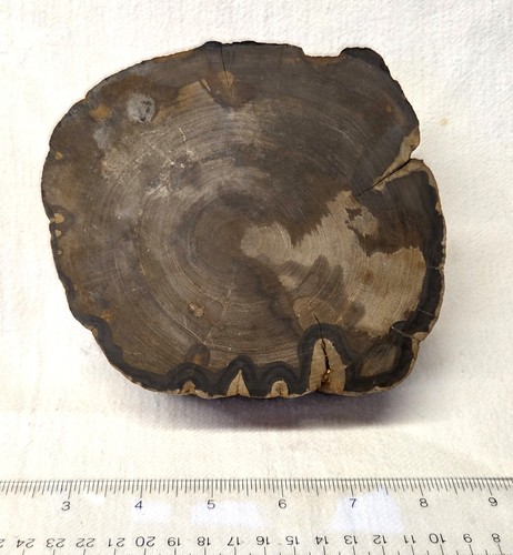 Petrified wood whole tree - wood, 2