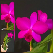 Mini Cattleya Hybrid Deep